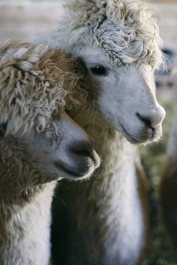 alpaga