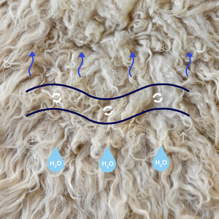 toison notre technolight